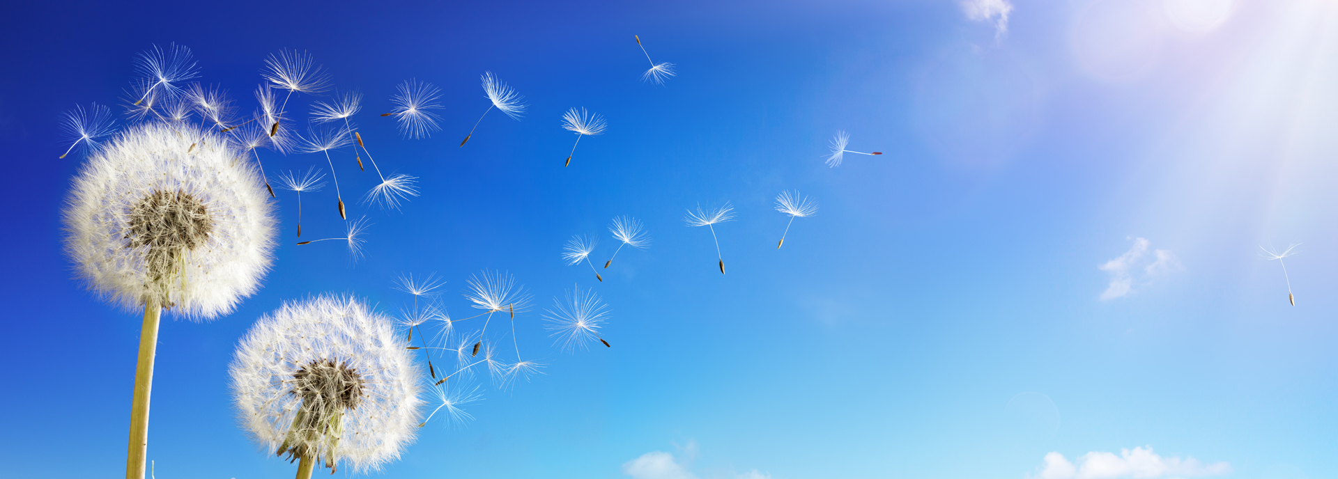 Dandelions blowing in the wind.
