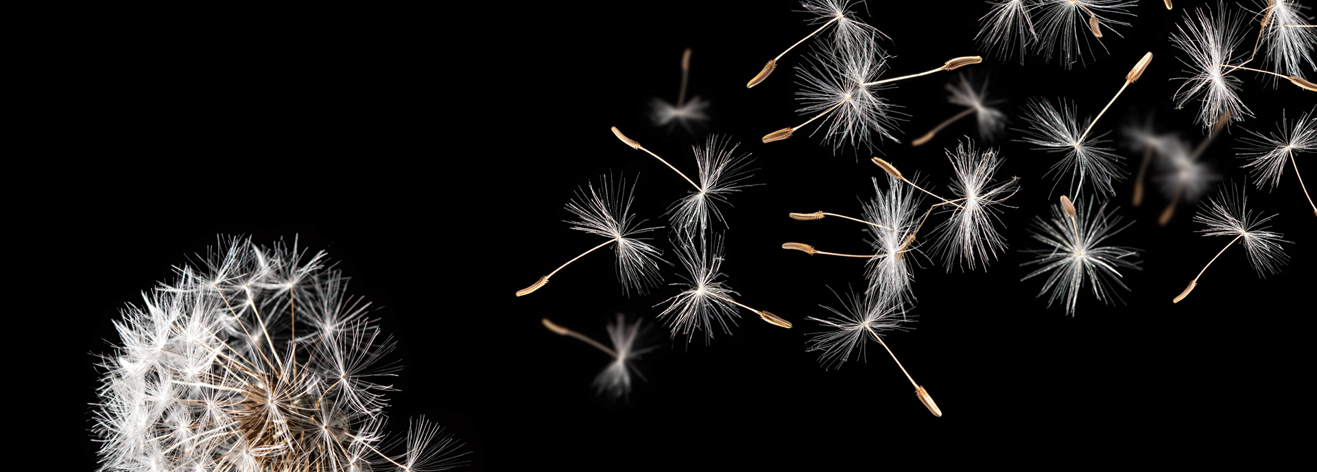 Dandelions on black background blowing in the wind.